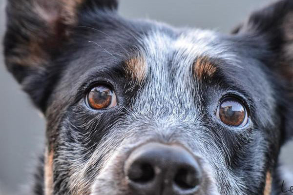 Close up of a heeler dog's face and eyes
