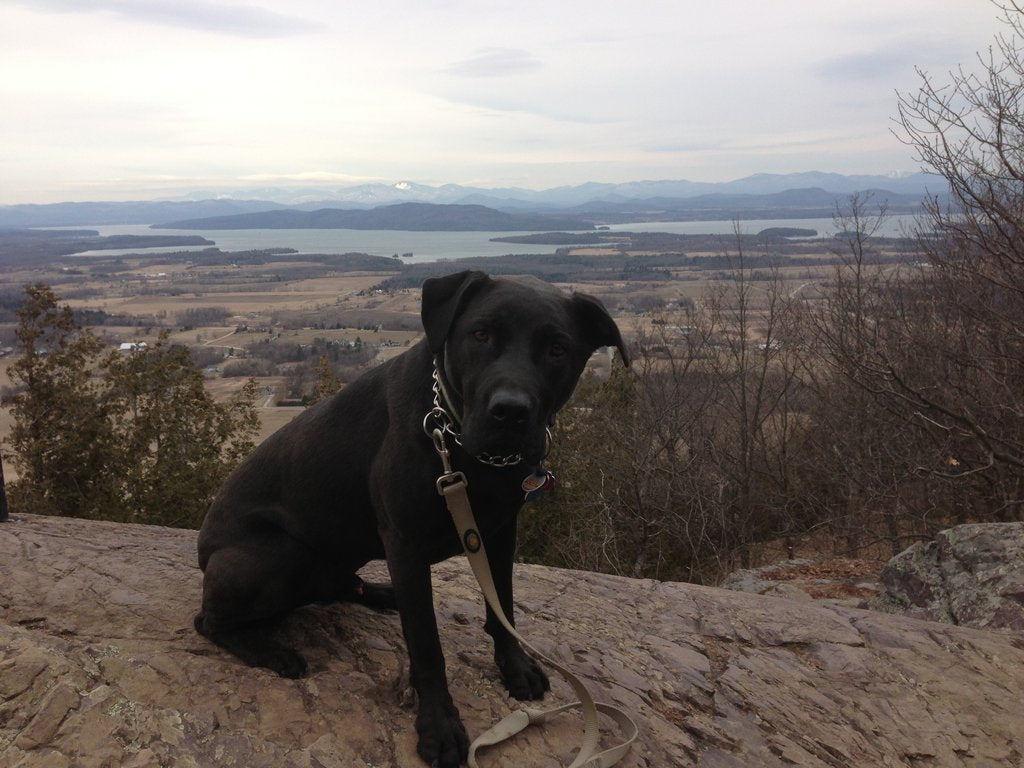 Black lab poses on a rock with scenic background