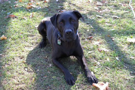 Black lab looks at camera