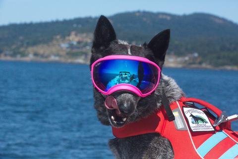 Heeler dog in a lifejacket and Rex Specs dog goggles.