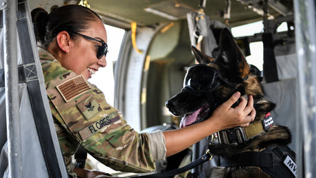 You Can Help Send Rex Specs to Military Working Dogs