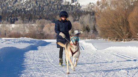 Female Cross Country Skiing with a German Shepherd in Rex Specs dog goggles