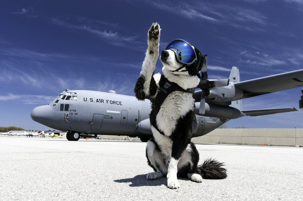 Dog wearing Rex Specs dog goggles waves at camera with US Air Force Plane in background