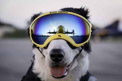 Airport K9 Piper is a Star Rex Specs