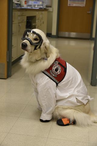Sampson the Golden Retriever Service Dog wearing Rex Specs Goggles in a science laboratory