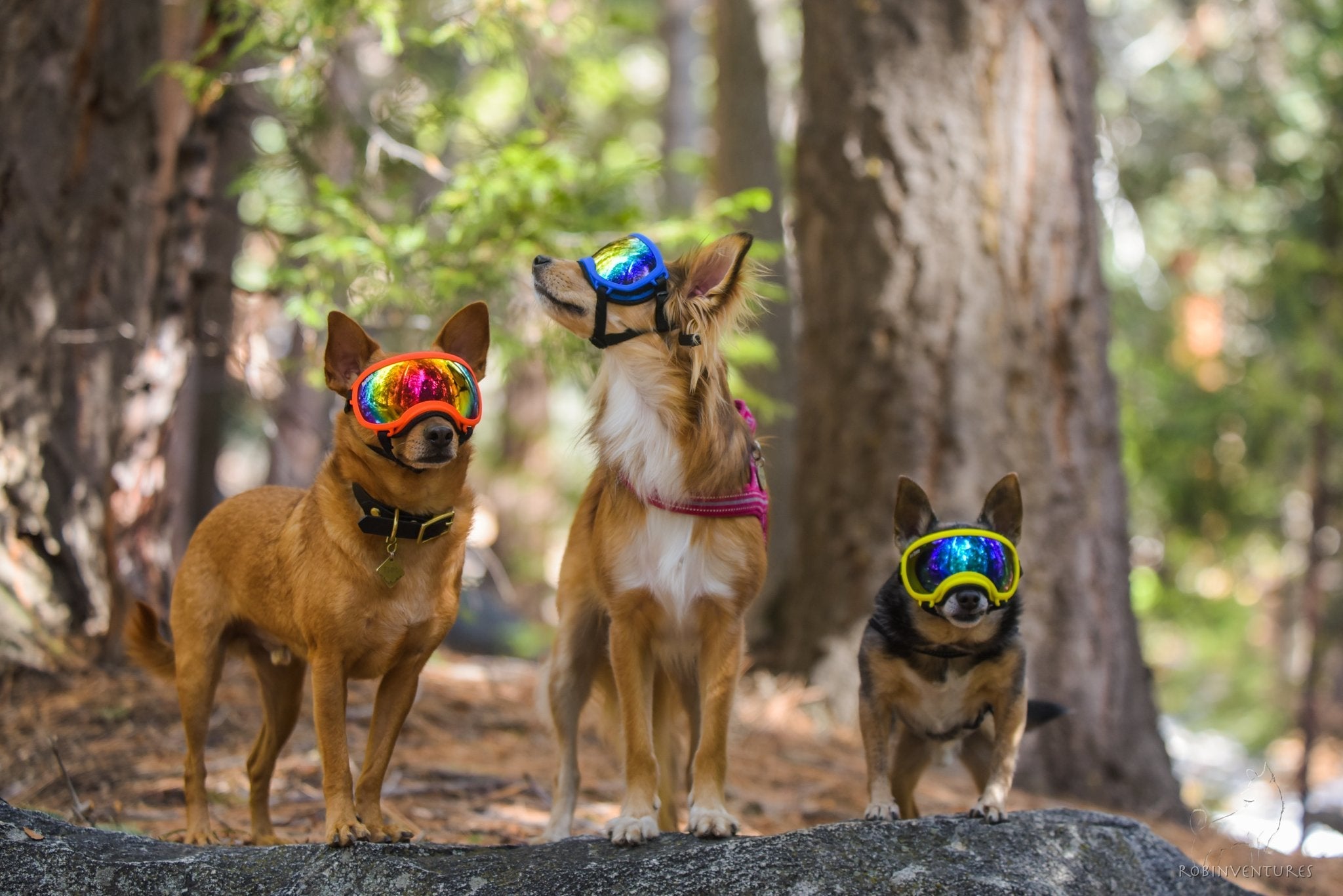 New Rex Specs Sizes for Every Dog | Rex Specs