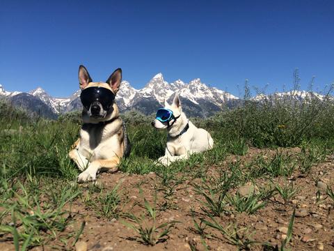 Dogs wearing Rex Specs Dog Goggles pose in front of the Tetons
