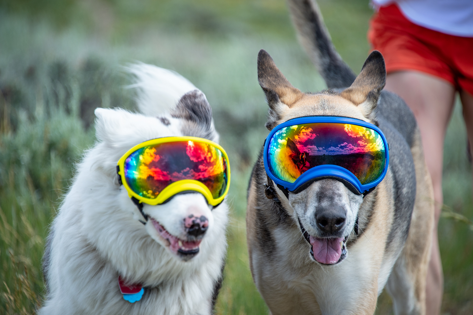 Two Dogs on a hike wearing Rex Specs Dog Goggles 