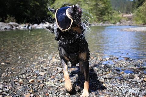 Dog shakes off next to river wearing Rex Specs Dog Goggles