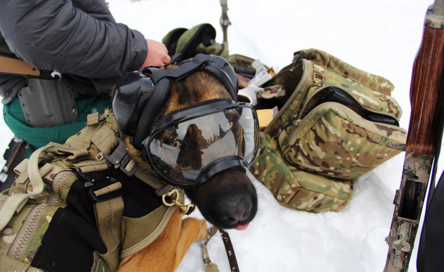 Working military K9 wearing Rex Specs Dog Goggles and ear protection