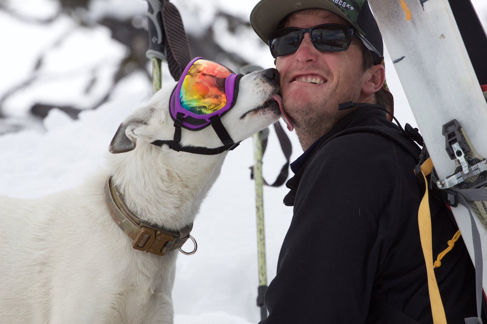 White dog in purple Rex Specs dog goggles giving his human a kiss.
