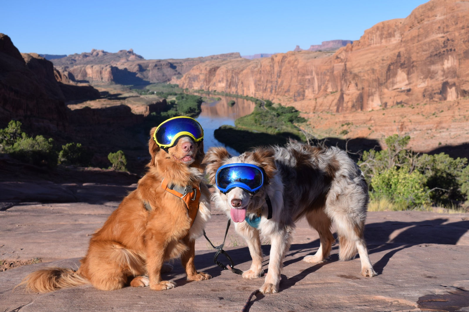 Two dogs wearing Rex Specs dog goggles pose in a desert landscape