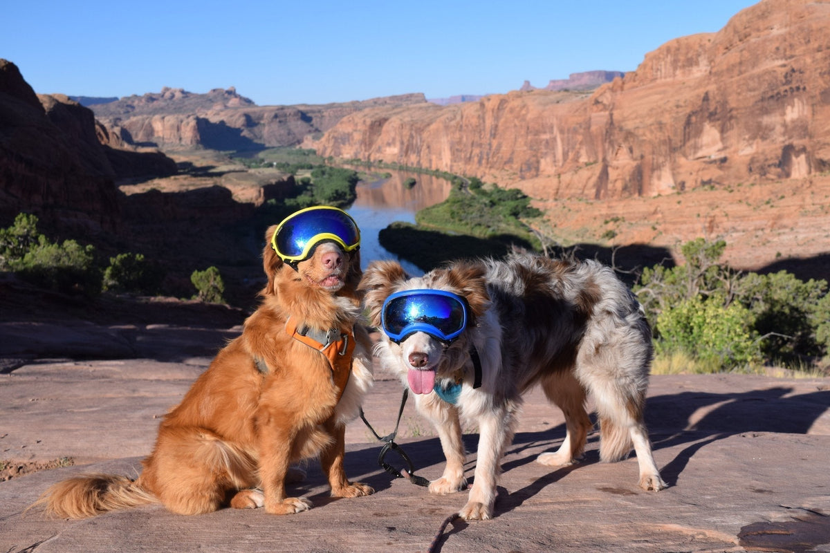 Two dogs wearing Rex Specs dog goggles pose in a desert landscape