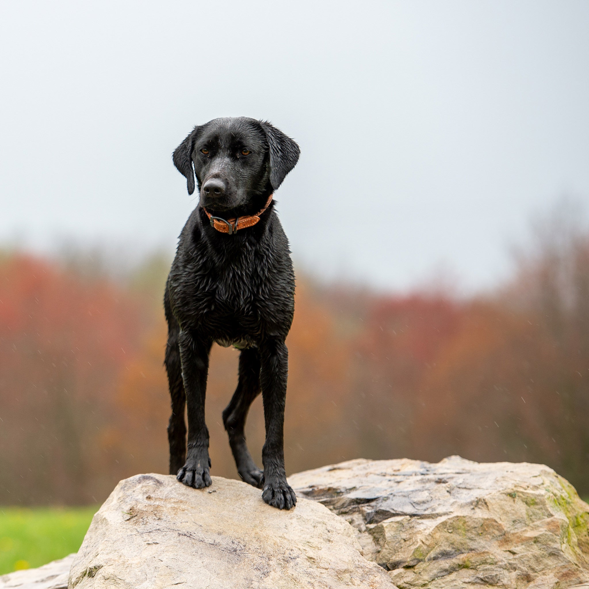 Hybrid Leather Collar - Rex Specs