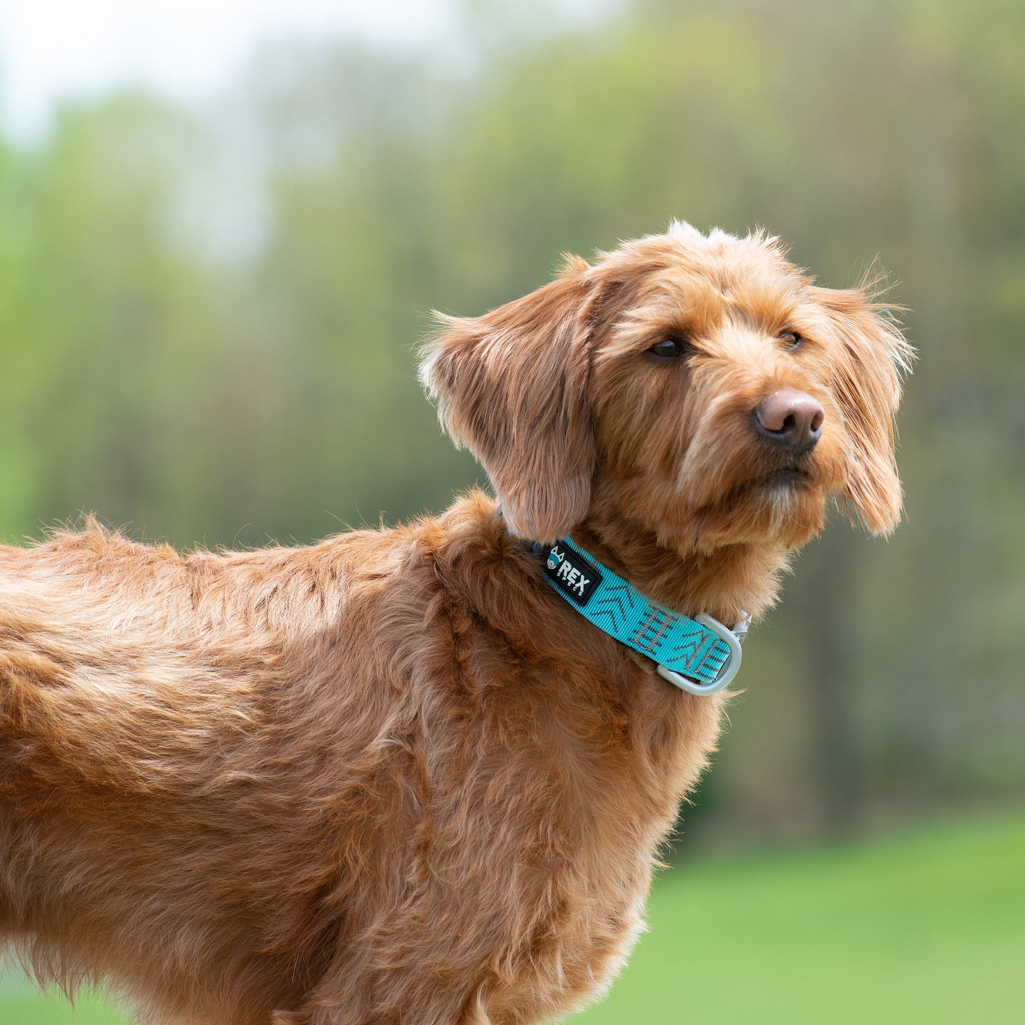 Wanderer Snap-N-Go Collar - Rex Specs