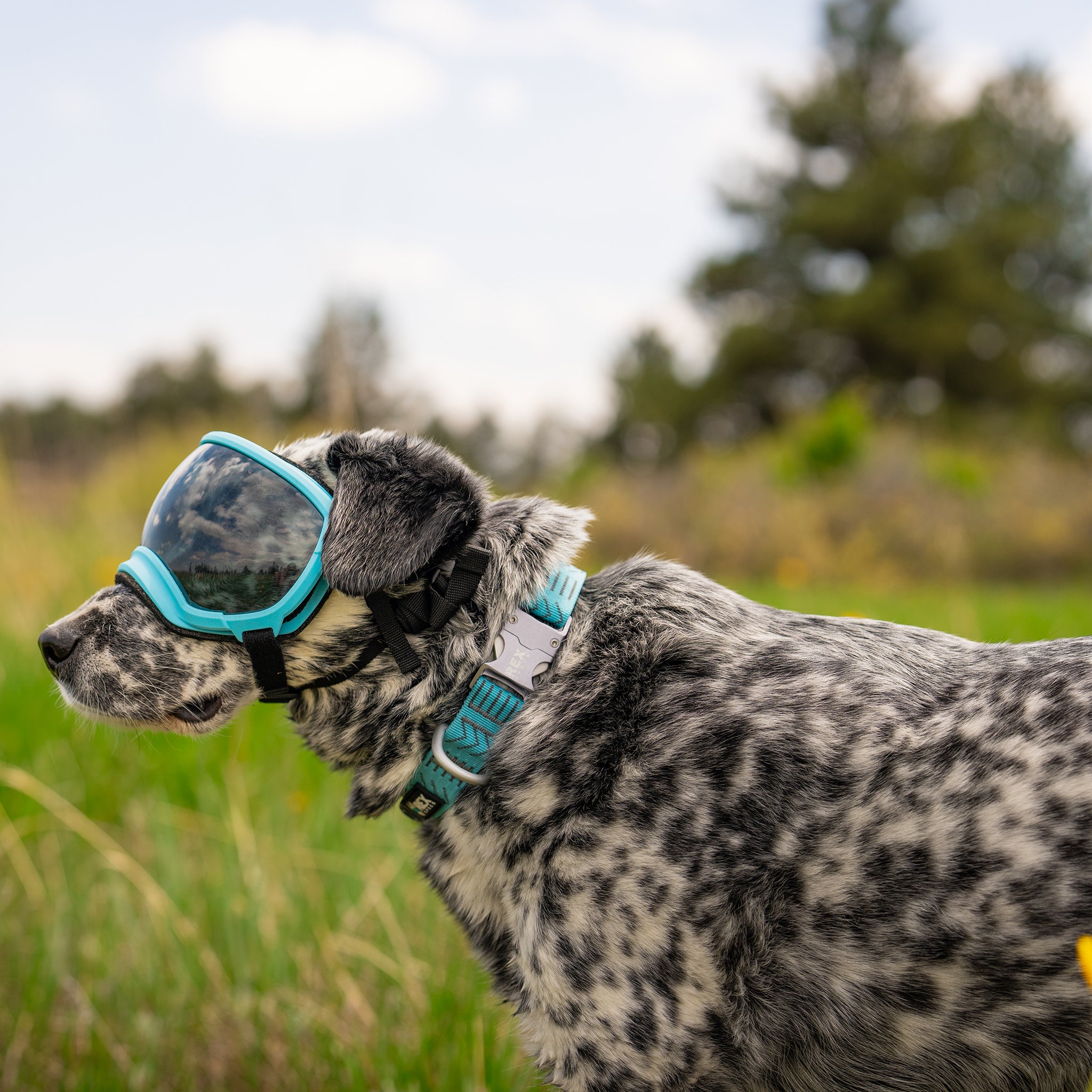 Wanderer Snap-N-Go Collar - Rex Specs