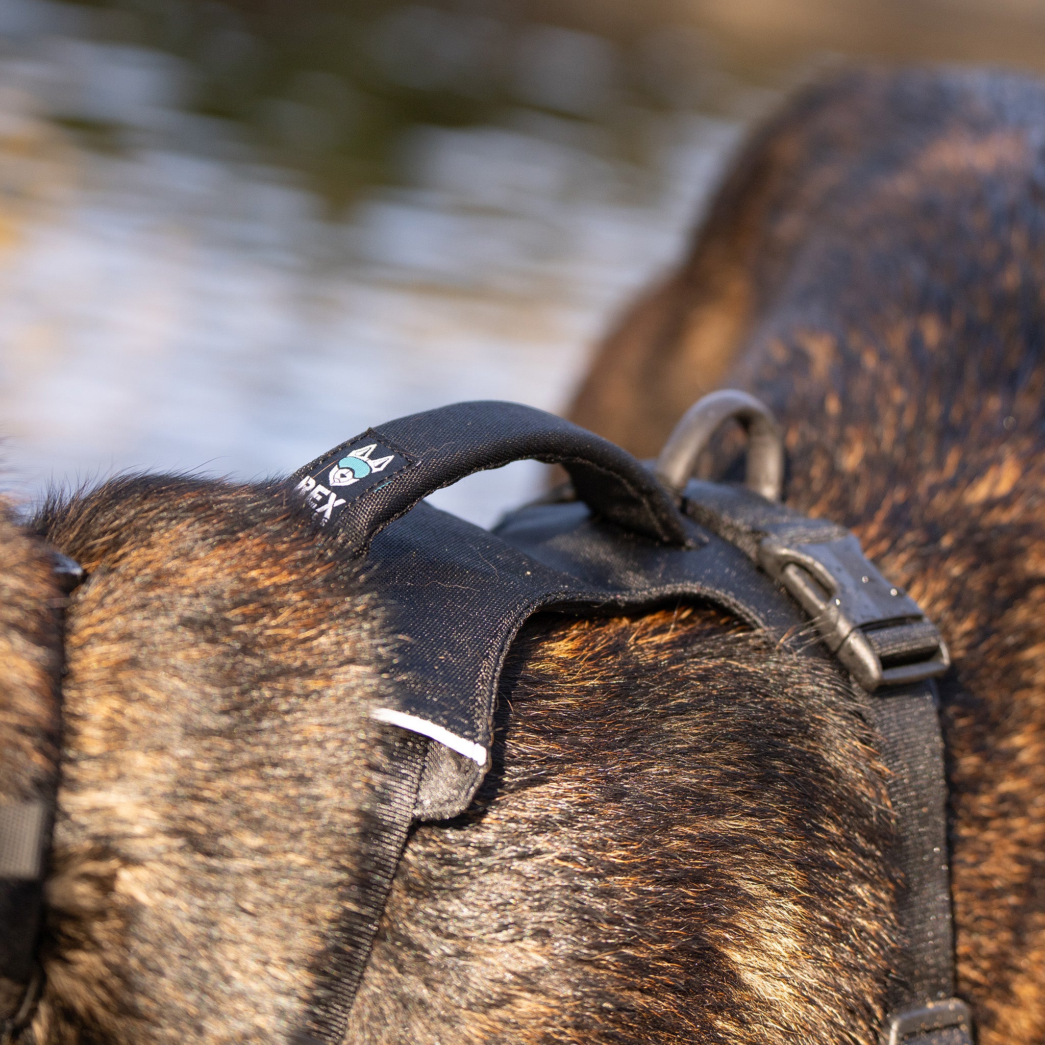 Buy Dog Trailhead Harness Online | Rex Specs