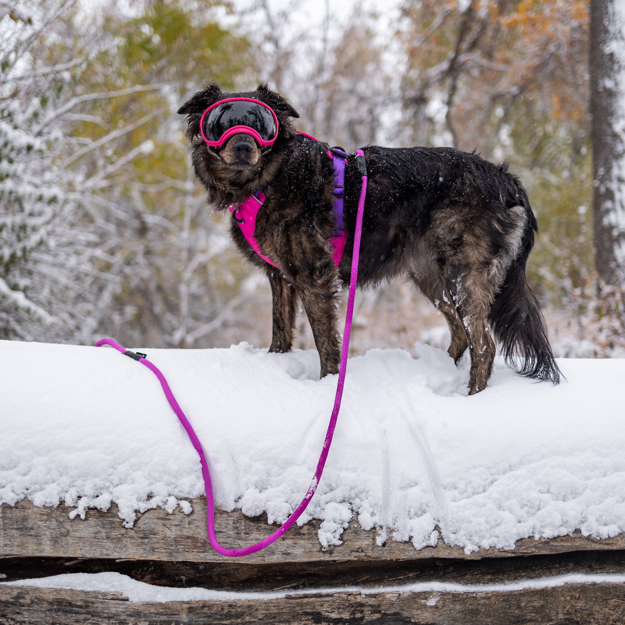 Buy Dog Trailhead Harness Online | Rex Specs