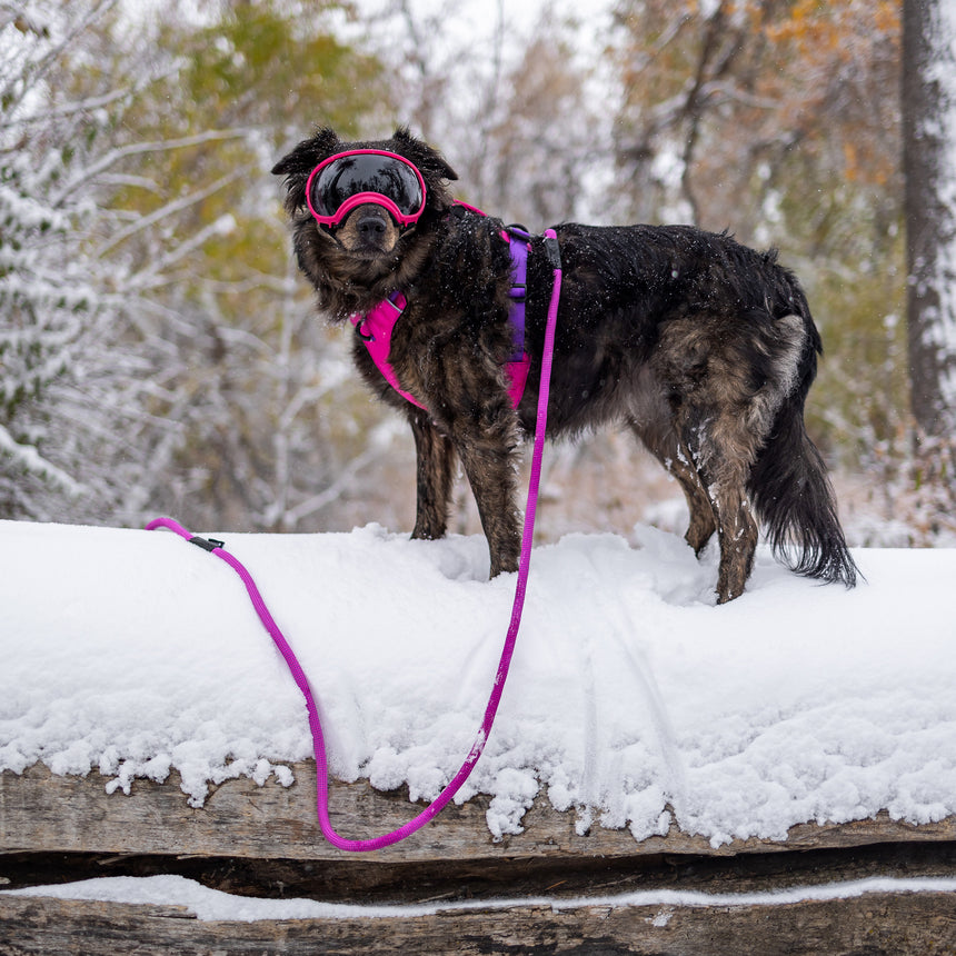 Trailhead Dog Harness