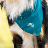 Cooling Dog Bandana