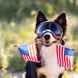 Goggles for Dogs - V2