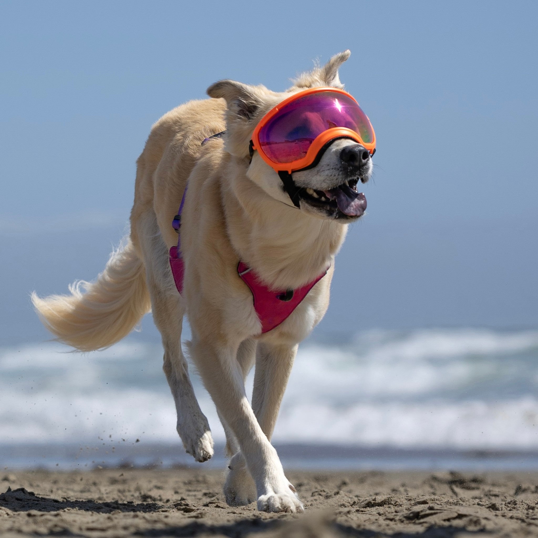 RexSpecs 犬用ゴーグル UV400 保護　Mサイズ　オレンジ RexSpecs 犬用ゴーグル UV400 保護 Mサイズ オレンジ