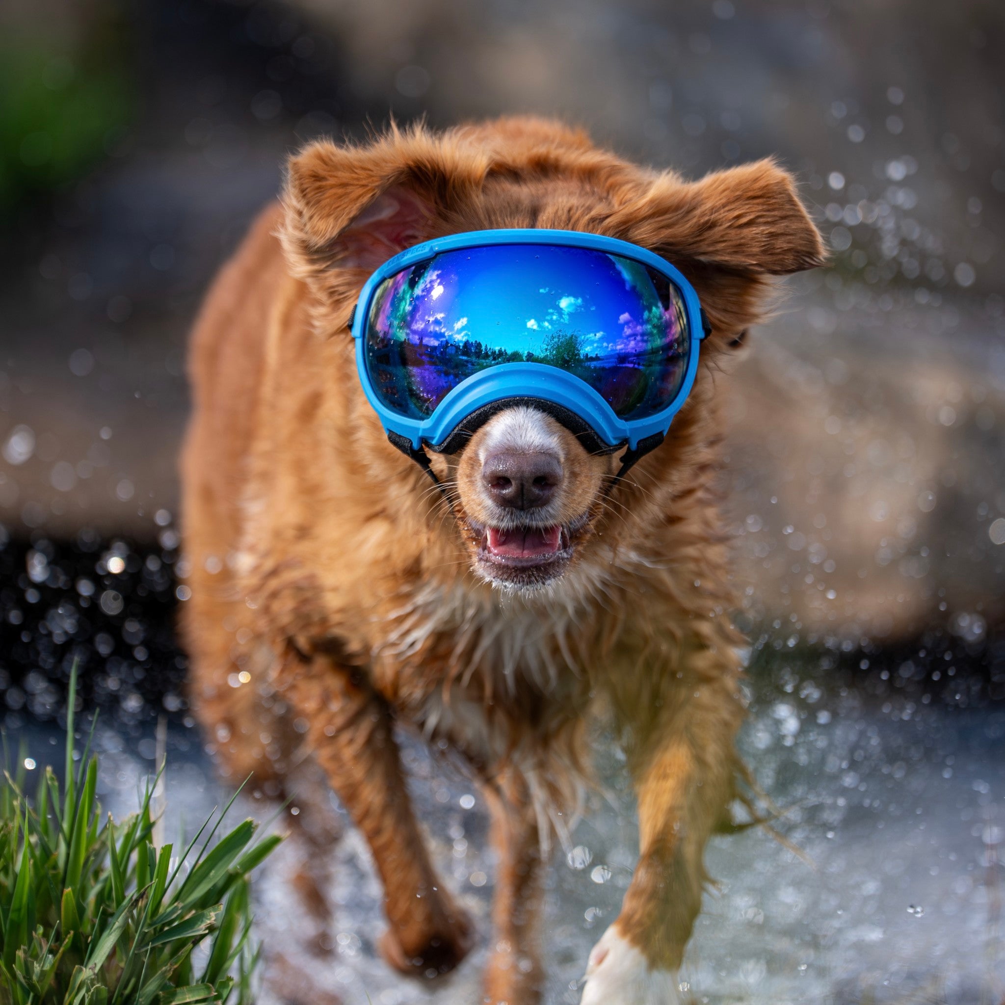 しつけ用品 Rexspecs DOG GOGGLES Dog Eyewear | Dog Goggles Eye Protection | Rex Specs