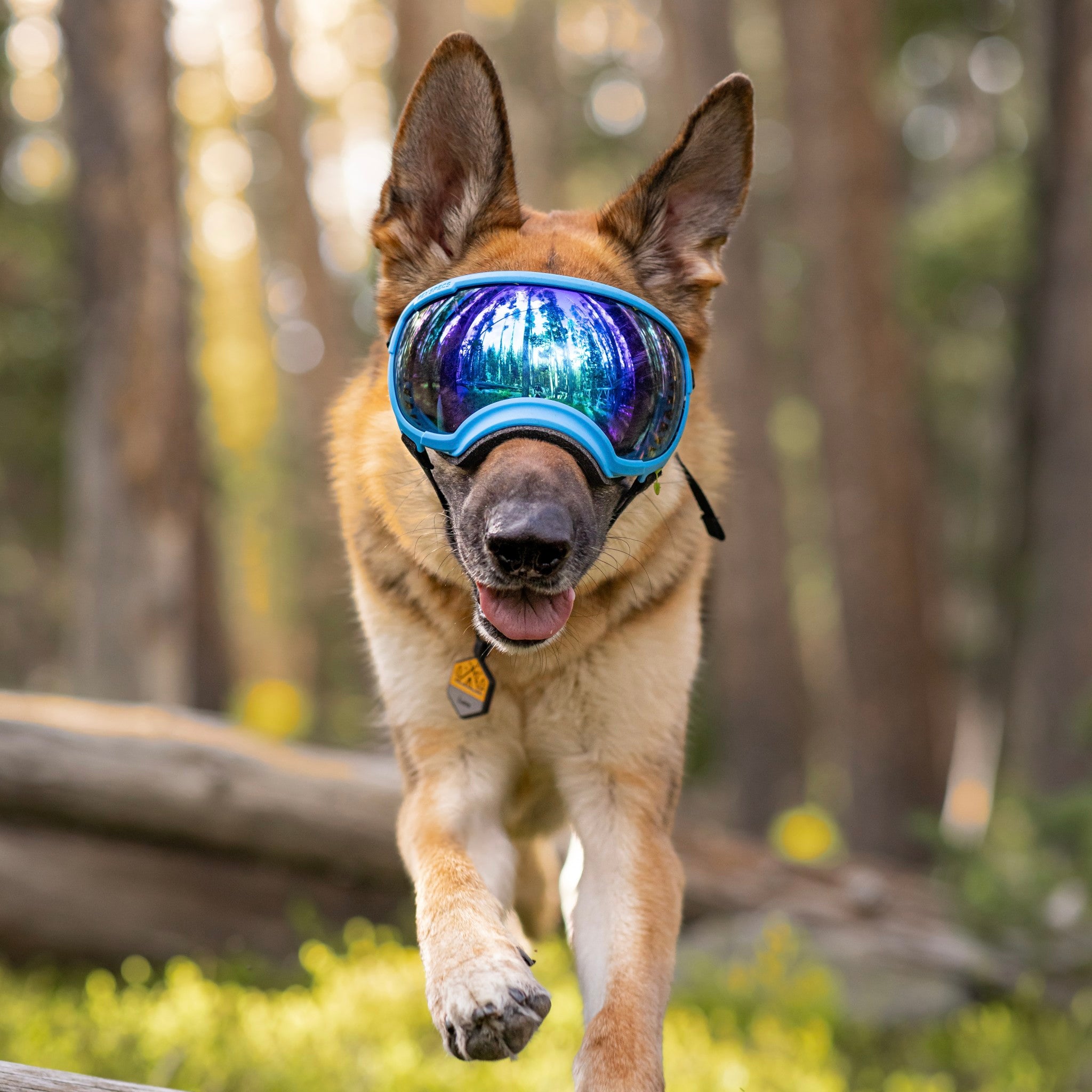 Dog Eyewear | Dog Goggles Eye Protection | Rex Specs