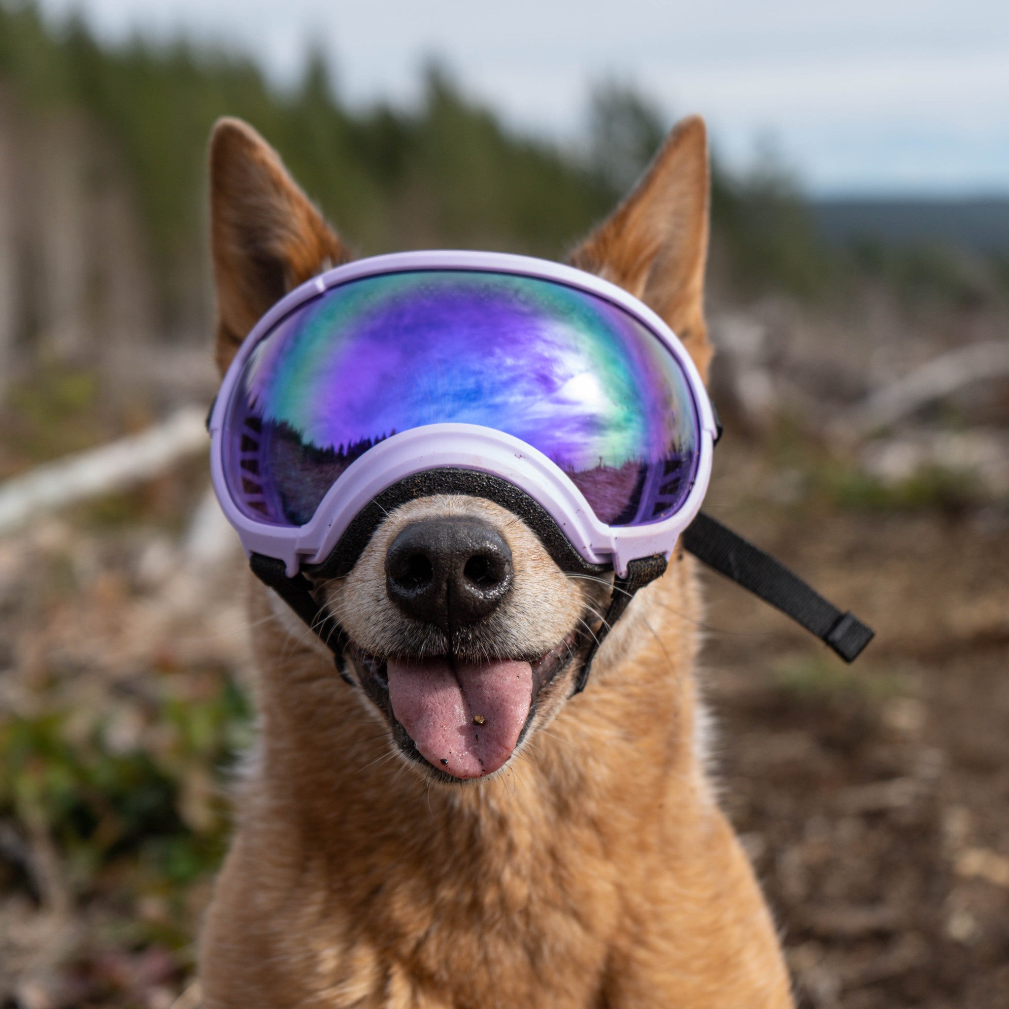 【保障できる】 Protection Eye Goggles Dog | Eyewear Dog | Specs Rex しつけ用品