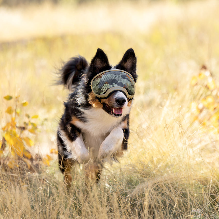 Dog Goggles Lens Wraps