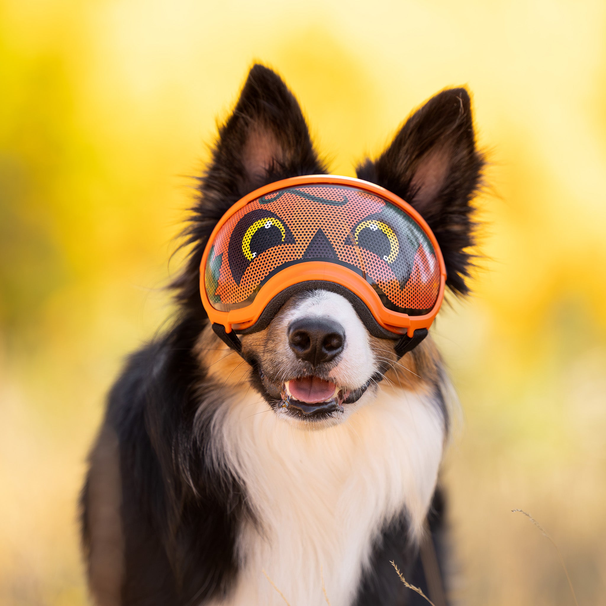 Lens Wraps Keep Your Dog's Rex Specs Lenses Clean & Scratch-Free