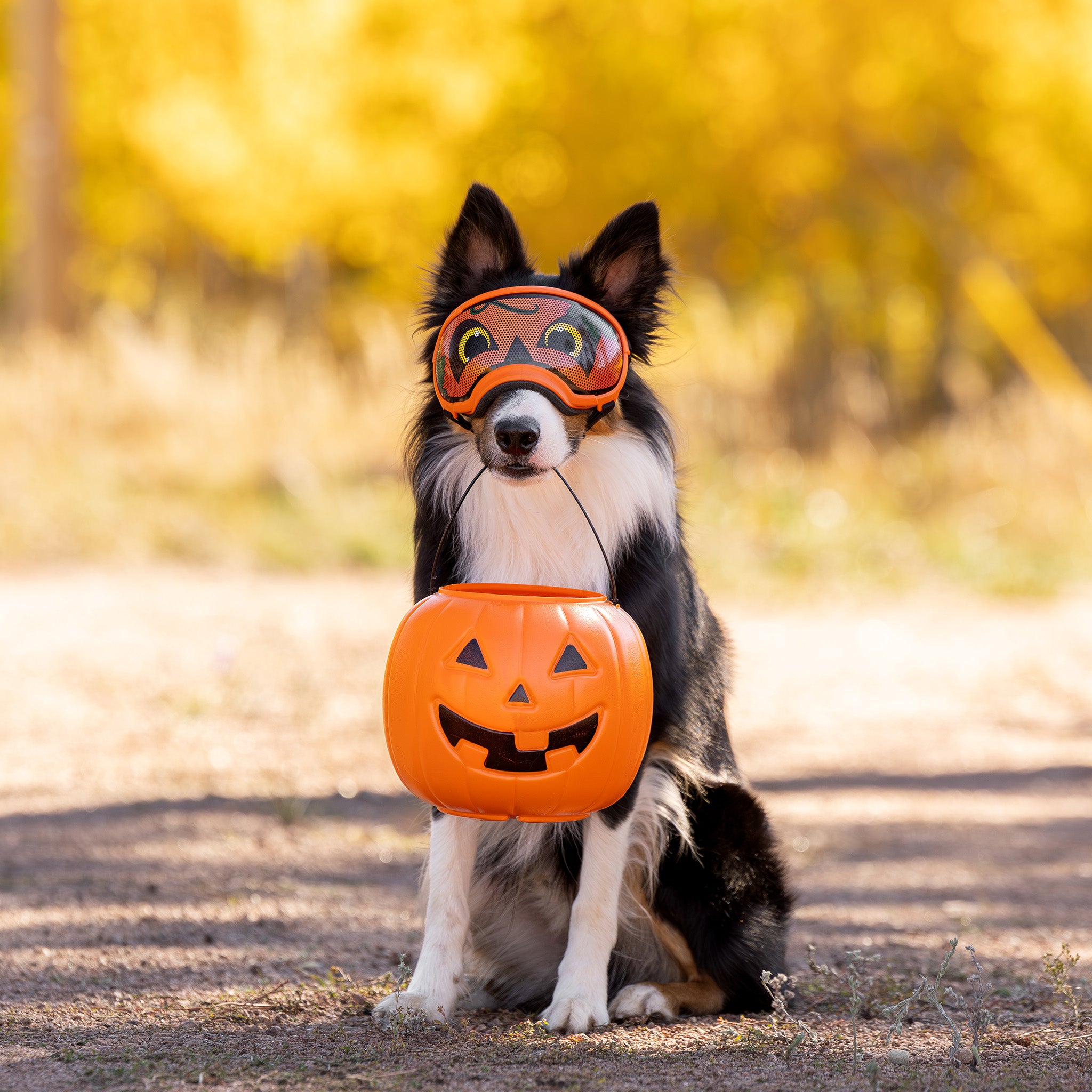 Lens Wraps Keep Your Dog's Rex Specs Lenses Clean & Scratch-Free