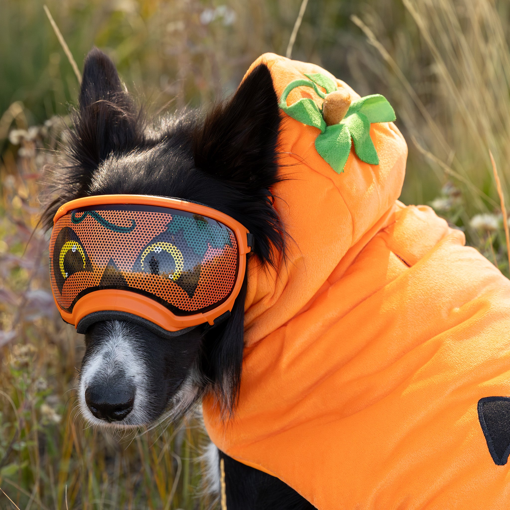 Lens Wraps Keep Your Dog's Rex Specs Lenses Clean & Scratch-Free