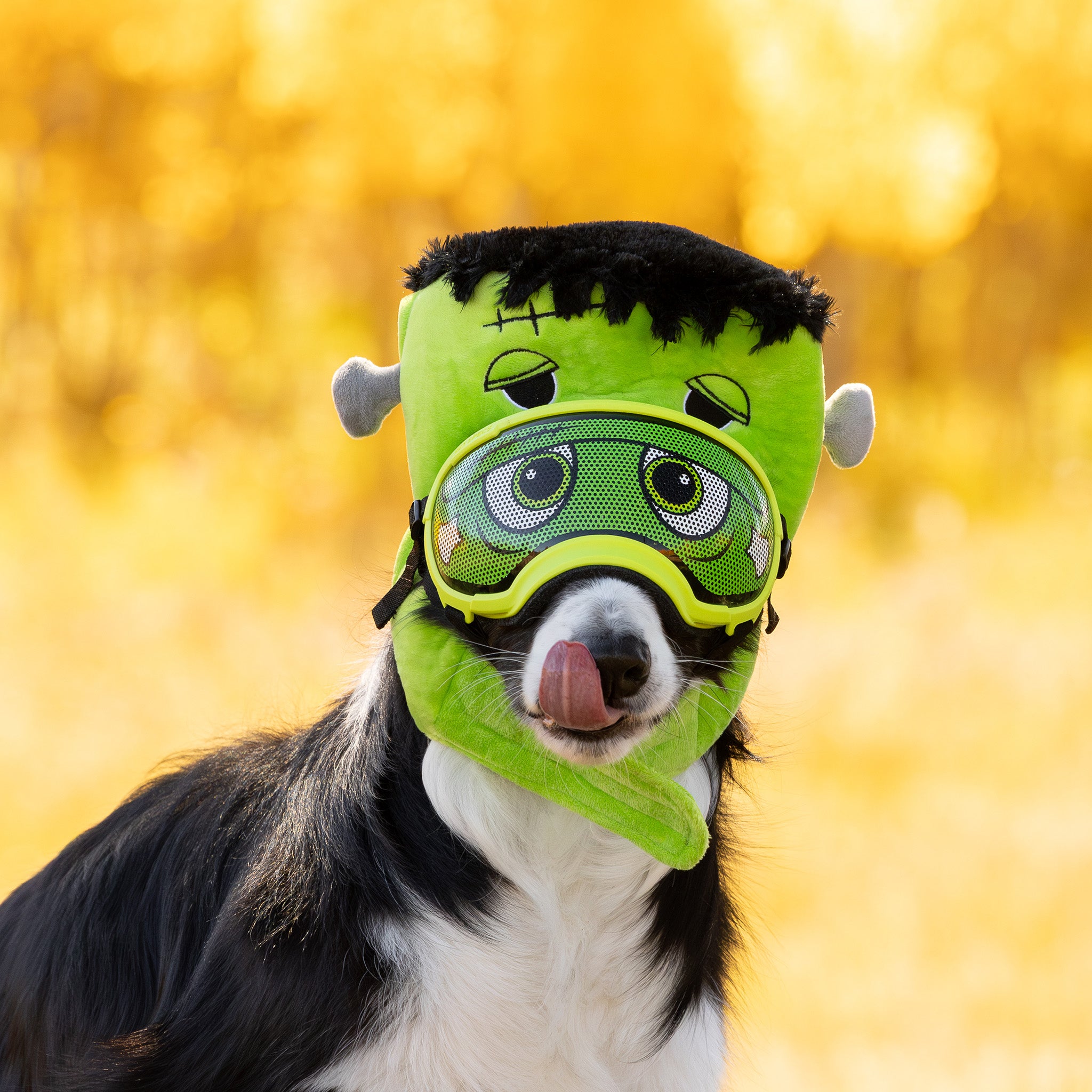 Lens Wraps Keep Your Dog's Rex Specs Lenses Clean & Scratch-Free