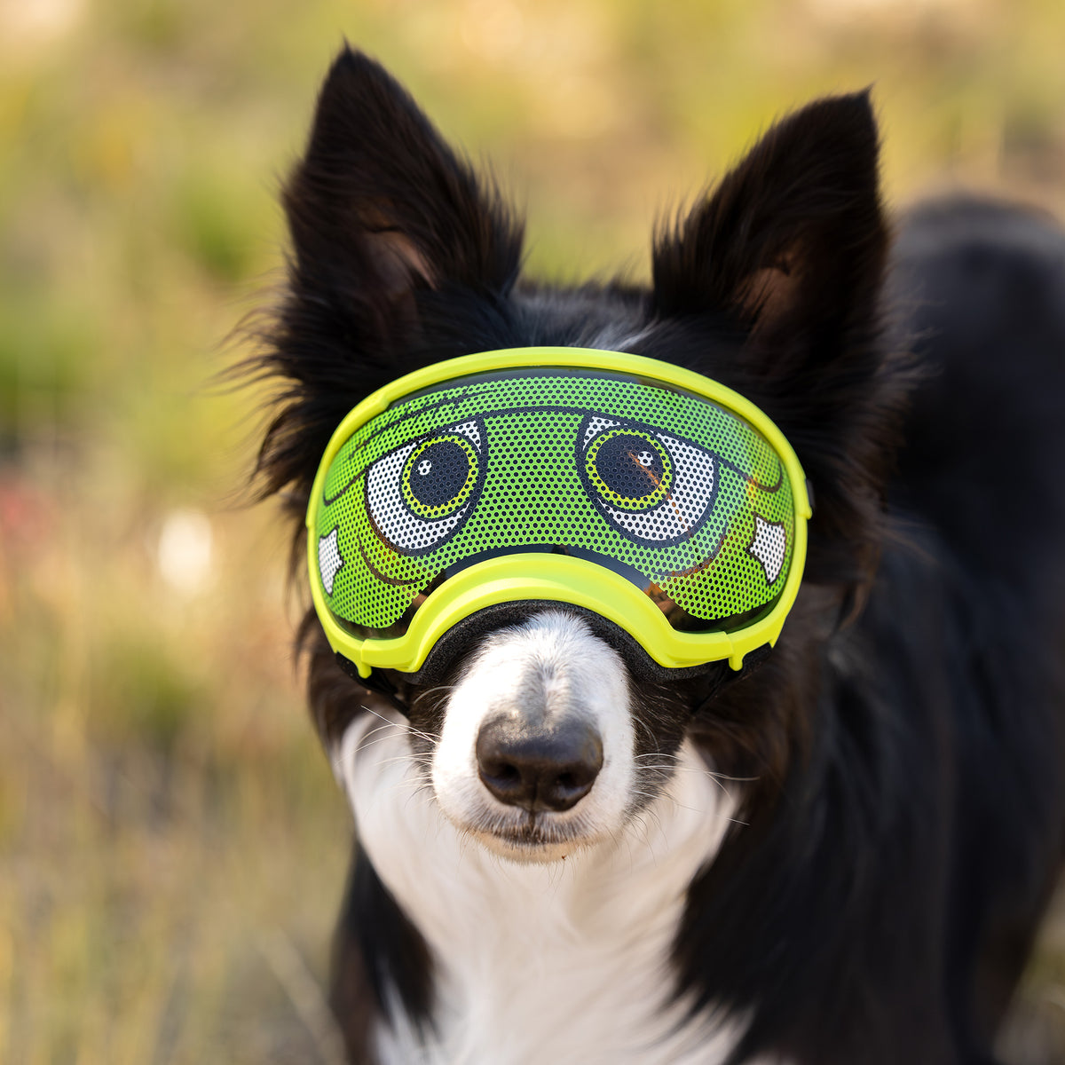 Lens Wraps Keep Your Dog's Rex Specs Lenses Clean & Scratch-Free