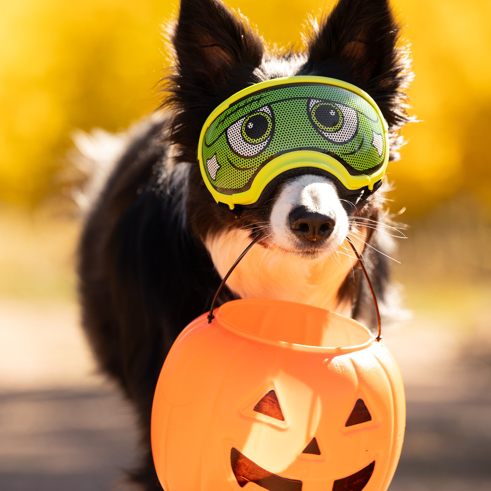 Lens Wraps Keep Your Dog's Rex Specs Lenses Clean & Scratch-Free