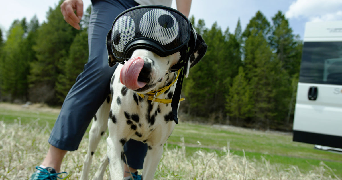 Lens Wraps Keep Your Dog's Rex Specs Lenses Clean & Scratch-Free