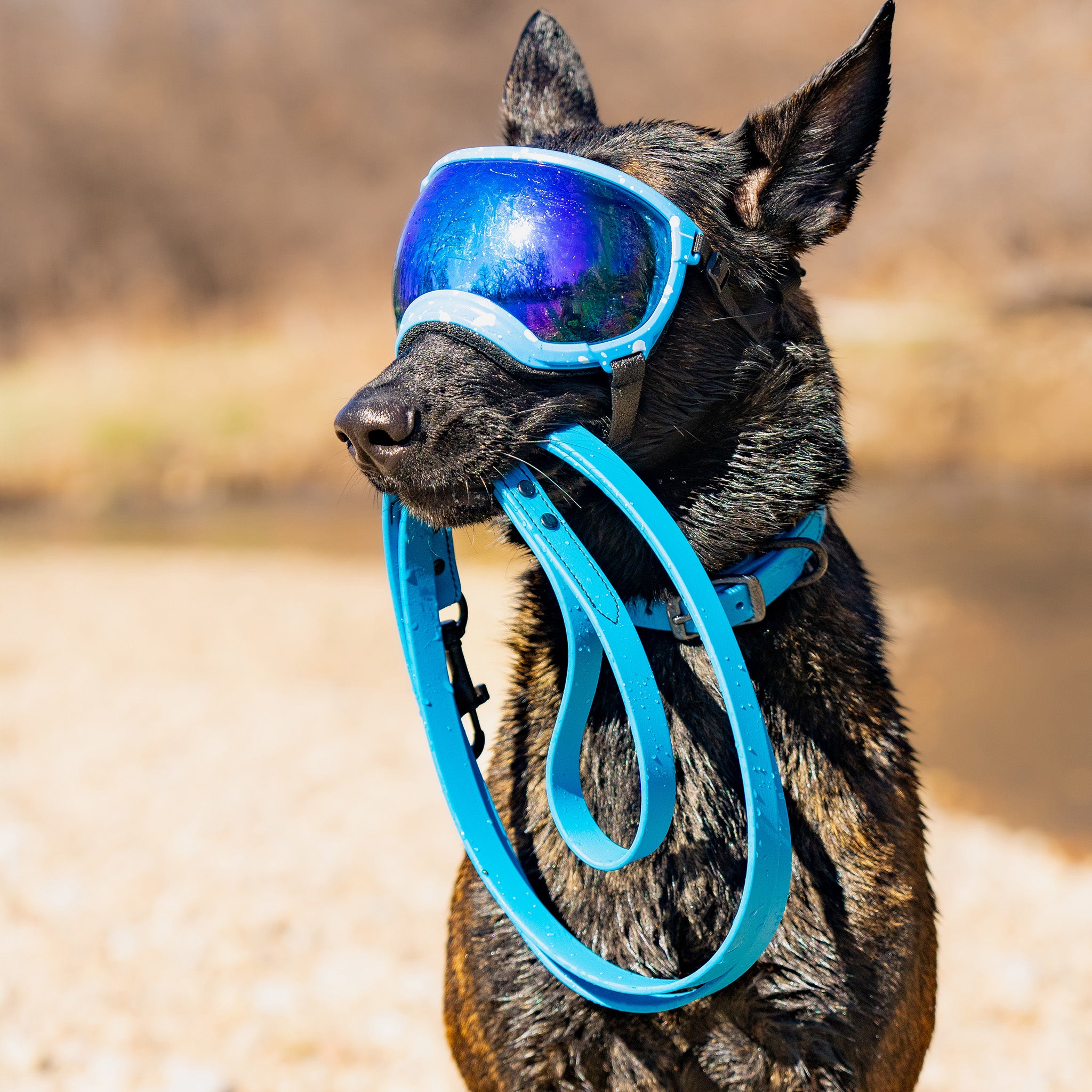 Terrain D.O.G. Brahma Webb Hundehalsband – Wasserfest, Langlebig, Mit Sicherheitsring