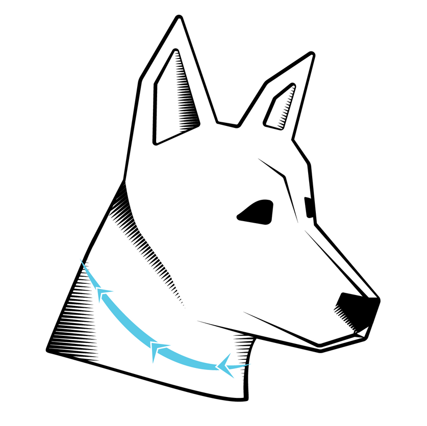 Size Guides Find the Right Size Rex Specs for Your Dog