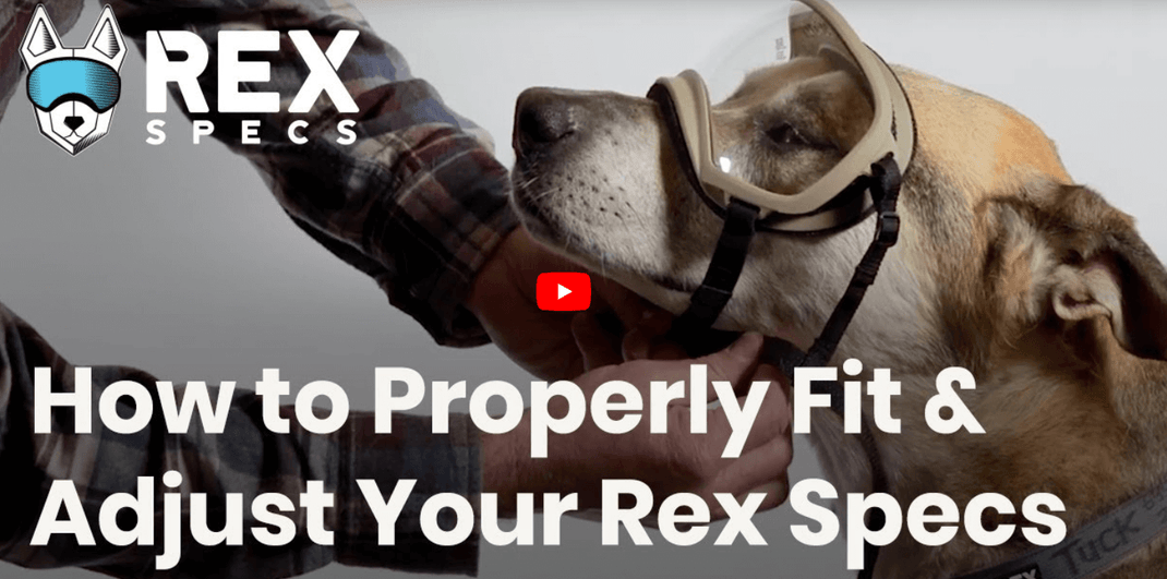 Get the Perfect Fit for Your Dog's Rex Specs