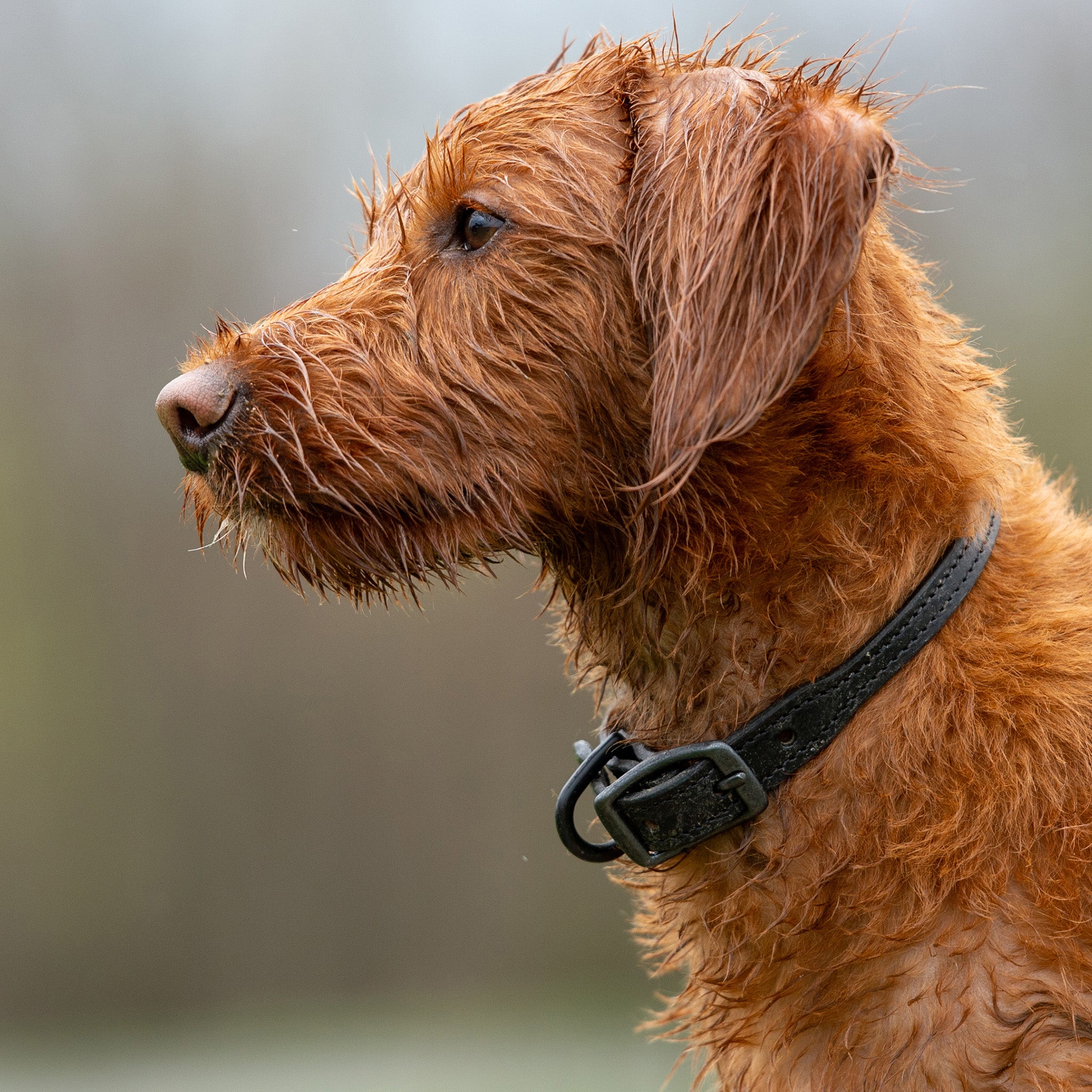 Hybrid Leather Leash - Rex Specs