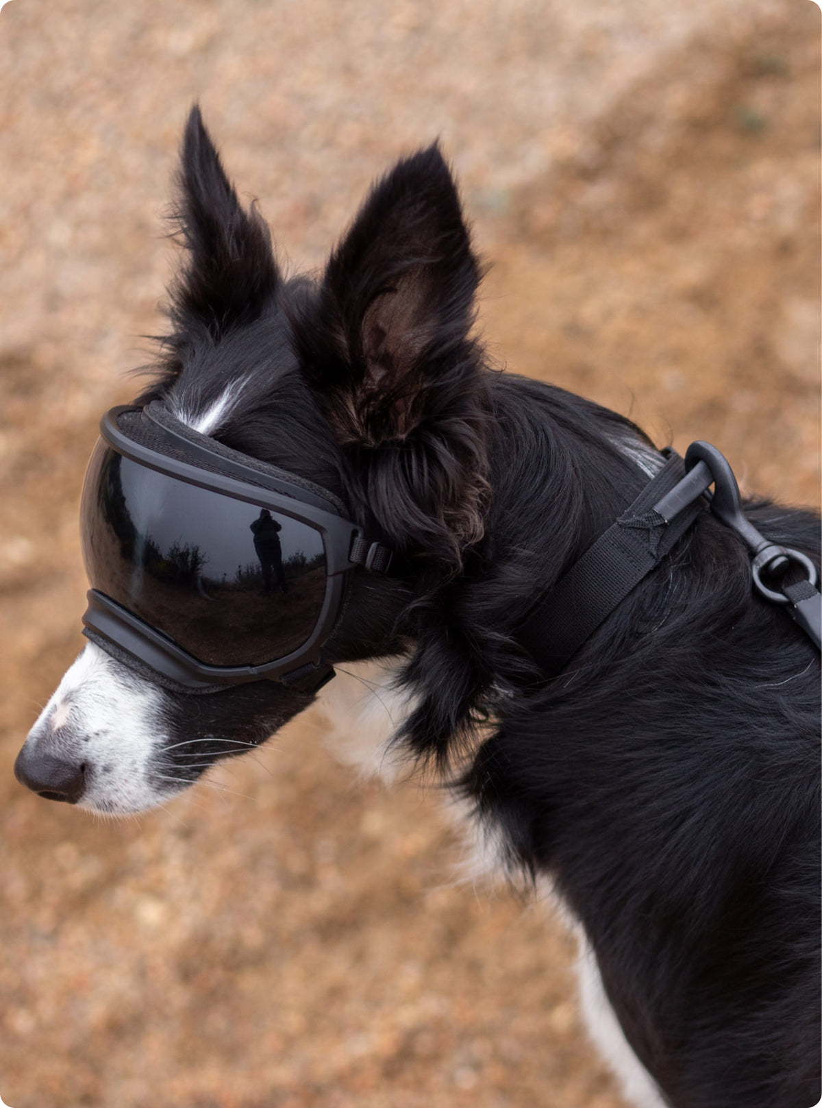 Crux Collar