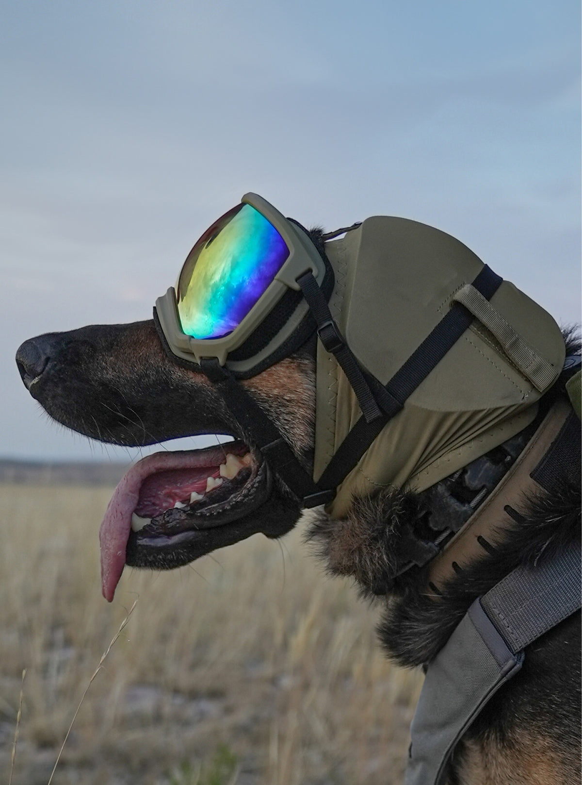 Ear Pro for Dogs