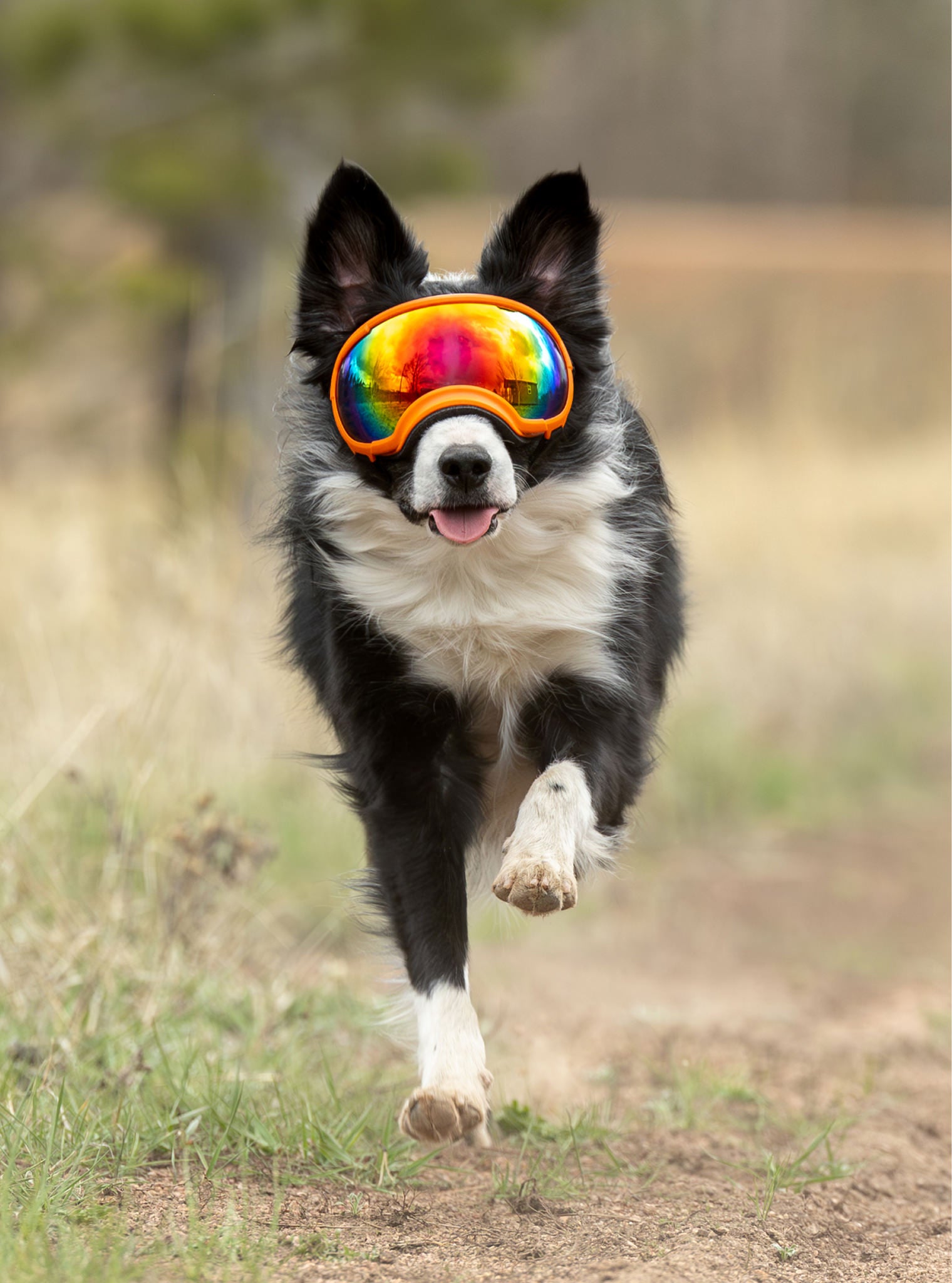 Dog Eyewear | Dog Goggles Eye Protection | Rex Specs