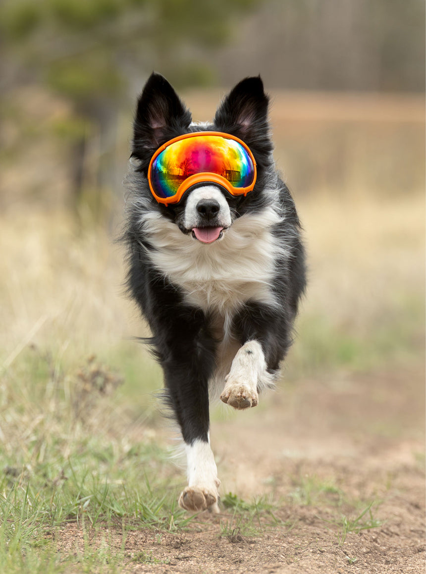 Goggles for Dogs - V2