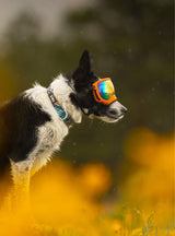 Goggles for Dogs - V2
