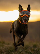 Goggles for Dogs - V2