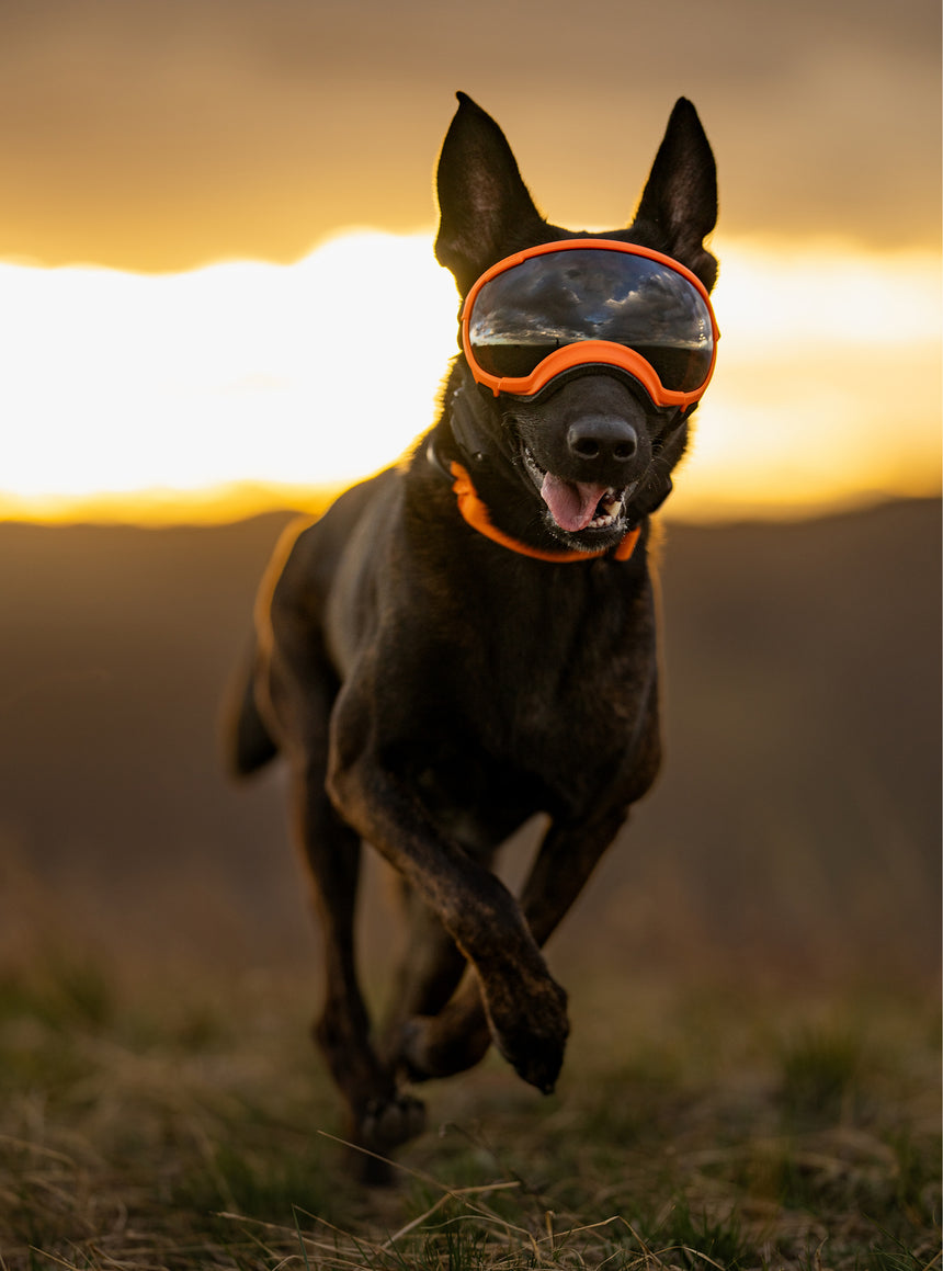 Goggles for Dogs - V2