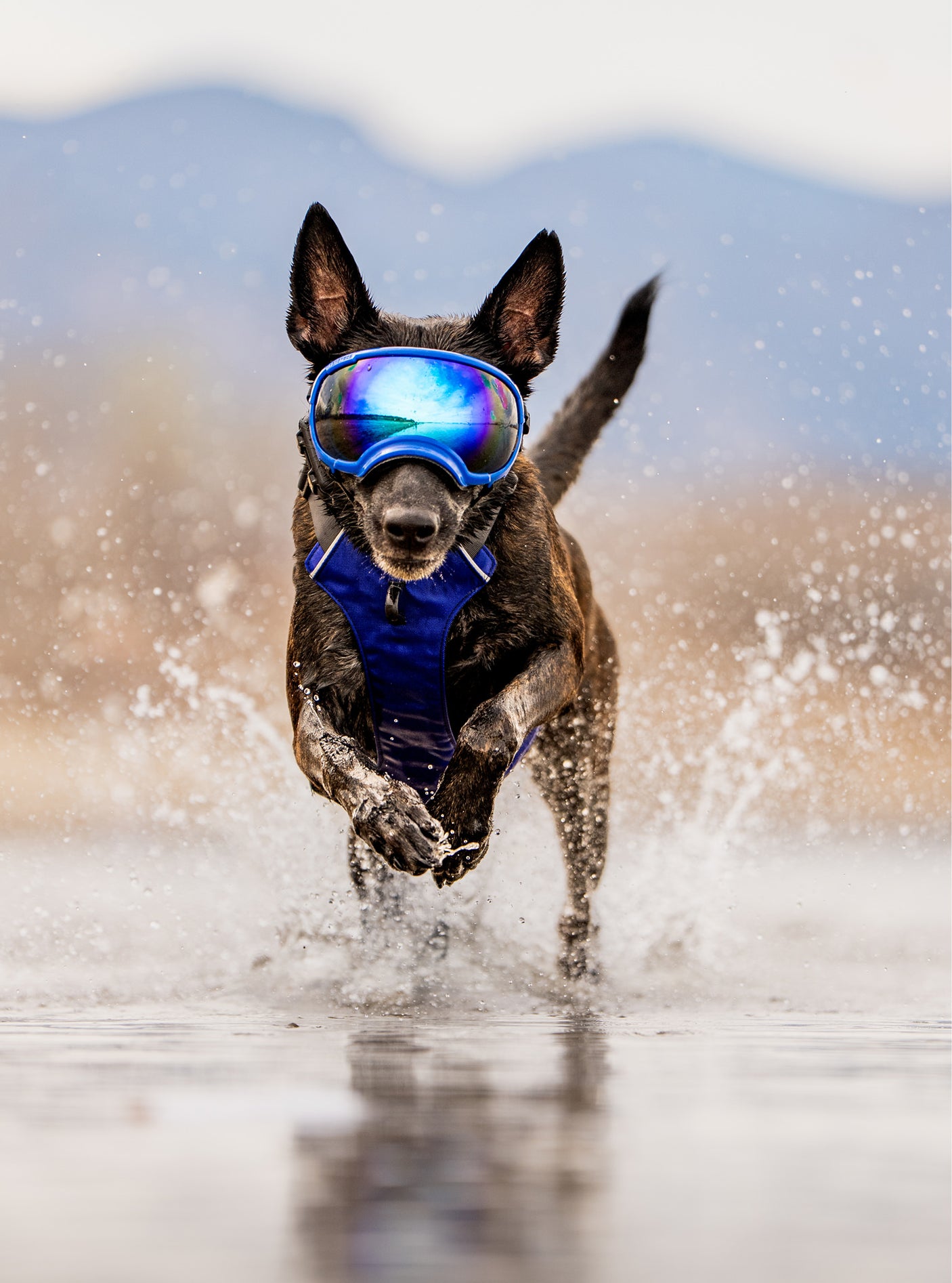 Goggles for Dogs - V2