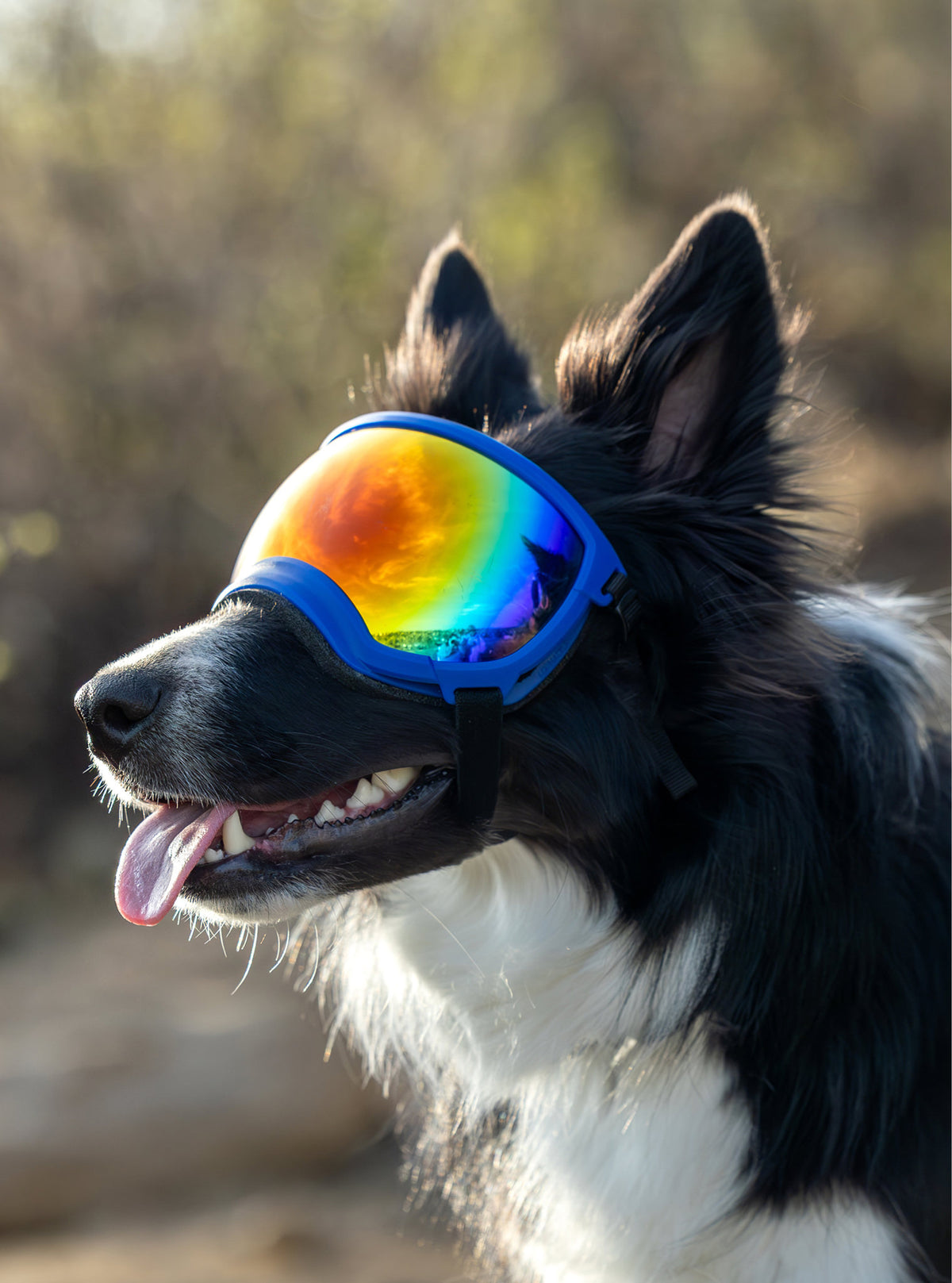 Goggles for Dogs - V2